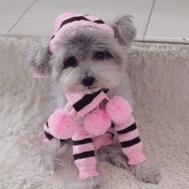 ชุดไหมพรมลายรุ้งสำหรับสุนัข ชุ - Winter Clothing Leg Warmers บทวิจารณ์และราคา